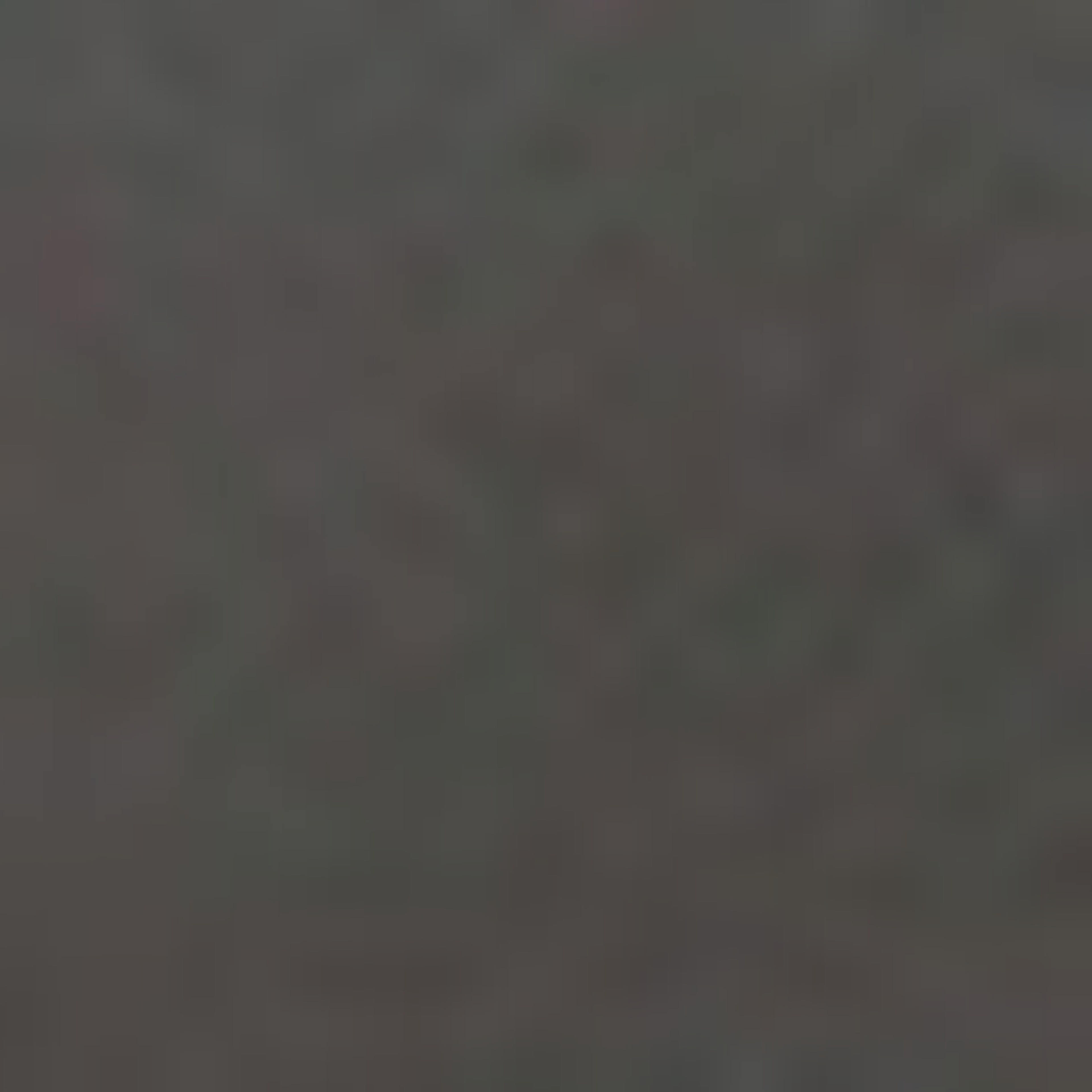 Lacoste Kadın Siyah Kapitone Kaz Tüyü Mont